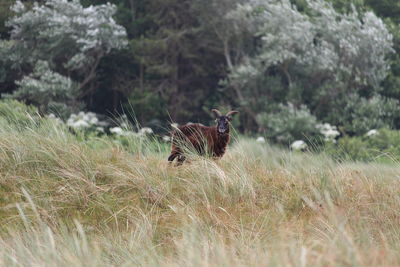 Portrait of goat standing on land