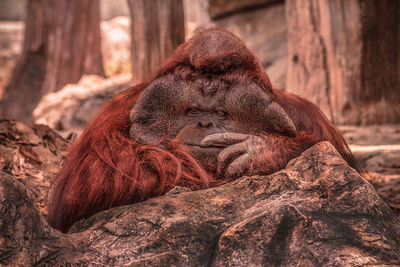 Orangutan sitting by rock