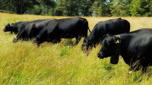 Cows in a field