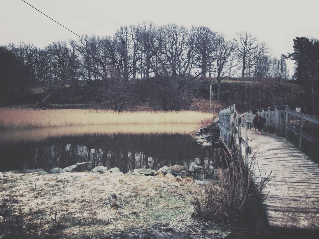 tree, bare tree, water, tranquility, nature, tranquil scene, sky, beauty in nature, scenics, forest, day, river, outdoors, branch, the way forward, growth, non-urban scene, no people, clear sky, landscape