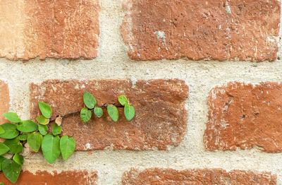 Close-up of brick wall