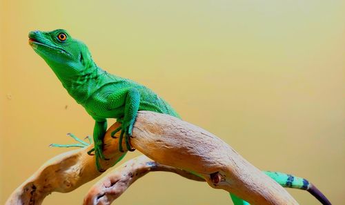 Close-up of lizard