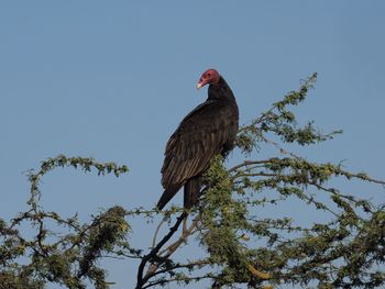 Low angle view of bird perching on branch against sky