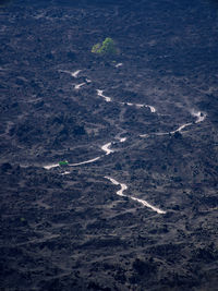 Lonely tree surrounded by solidified lava