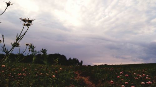 Close-up of flowers growing in field against sky