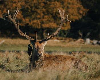 Deer in a park