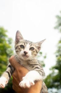 Portrait of cat by tree against blurred background