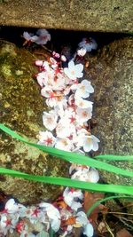 Close-up of flowers