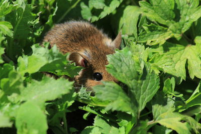Close-up of lizard on plant