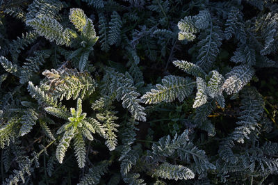 Full frame shot of frozen plants during winter