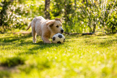 Young golden retriever dog playing with a ball