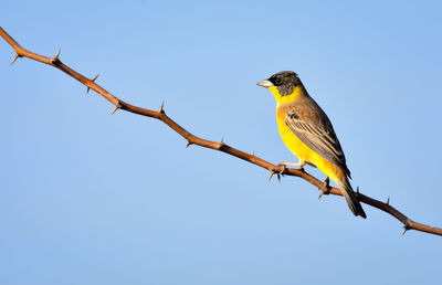 Low angle view of bird perching on branch against sky