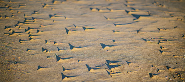 Sand formation with wind on the beach