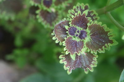 Close-up of purple flowering plant