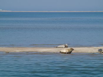 View of turtle in sea