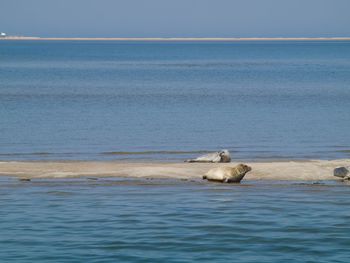 View of seal in sea