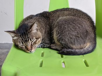 High angle view of cat sleeping