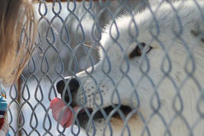 Close-up of  wolf behind chainlink fence 