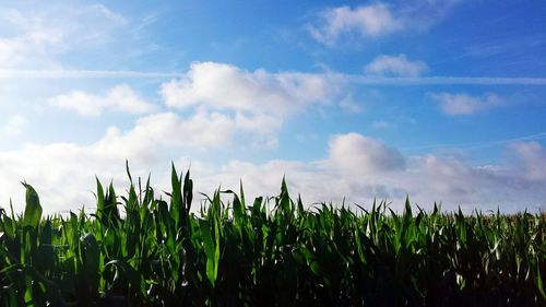 Scenic view of field against cloudy sky