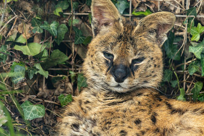 Portrait of a serval  in captivity