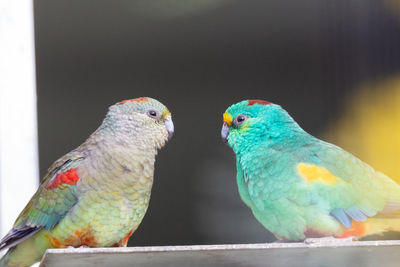 Close up of a pair of mulga parrot