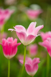 Close-up of pink tulip