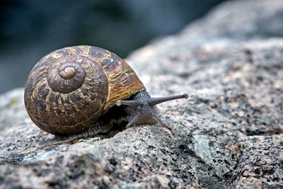 Close-up of snail on rock