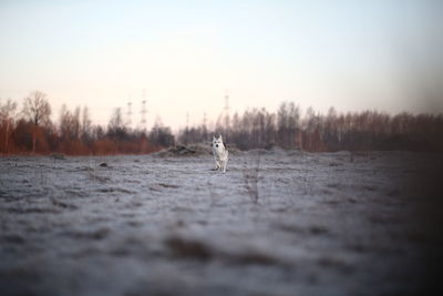 View of a horse on snow covered land