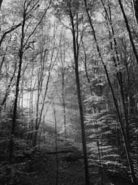 Bare trees in forest