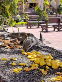 View of cat eating plant