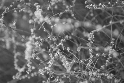 Close-up of wet spider web on plant