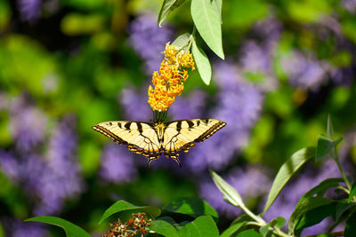 Close-up of butterfly pollinating on flower