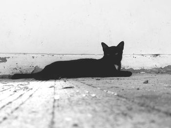 Portrait of black cat against wall