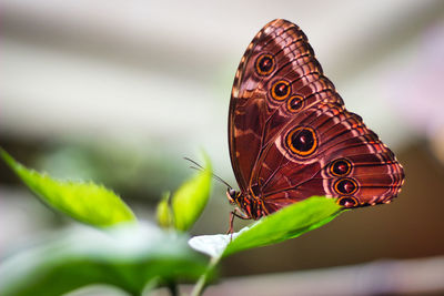 Close-up of butterfly on flower