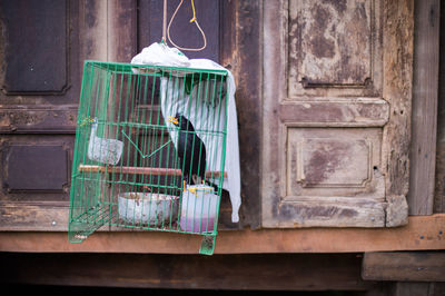 Black bird in cage against closed window