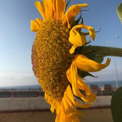 Close-up of yellow sunflower against sky