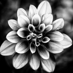 Close-up of flower