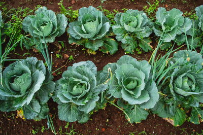 High angle view of plants