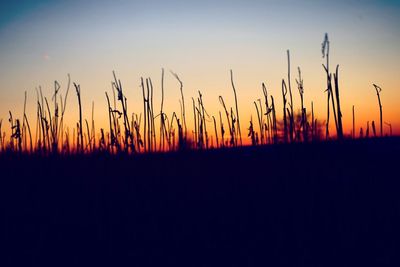 Silhouette plants on field against sky during sunset