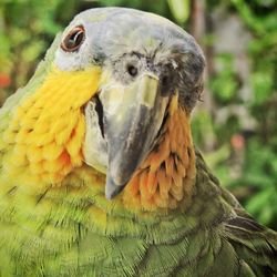 Close-up portrait of amazon parrot