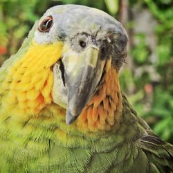 Close-up of a bird