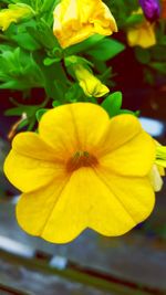 Close-up of yellow flower