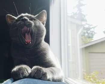 Close-up of cat yawning