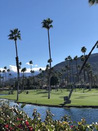 Palm trees by plants against clear sky