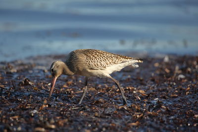 Side view of bird walking at beach