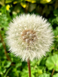 Close-up of dandelion flower