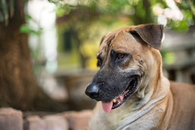 Close-up of dog looking away