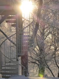 View of bare trees in winter