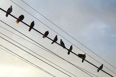 Low angle view of birds on cable