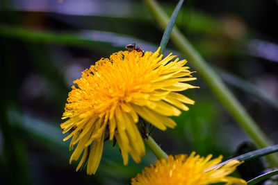 Close-up of yellow flowering plant